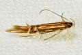 Cosmopterix lienigiella